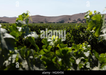 Firestone vigna. Aug, 2016. Santa Barbara County, California, U.S.A. Foto Stock