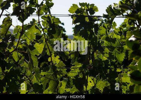 Firestone vigna. Aug, 2016. Santa Barbara County, California, U.S.A. Foto Stock