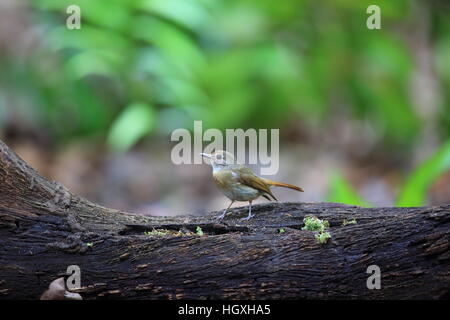 Fulvous-chested Jungle-Flycatcher (Rhinomyias olivacea) in Bali Barat National Park, l'isola di Bali, Indonesia Foto Stock