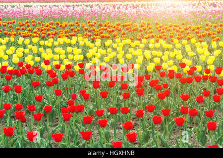 Tulipani colorati che fiorisce in primavera nel giardino a Paesi Bassi. Foto Stock