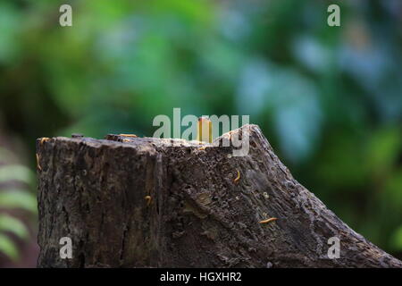 Anderson's Mabuya (Eutropis novemcarinata) in Bali Barat National Park, l'isola di Bali, Indonesia Foto Stock