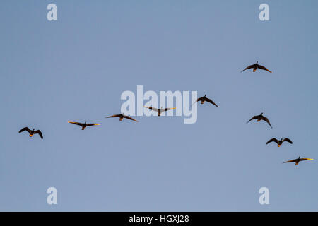 Migratori Oche facciabianca (Branta leucopsis) cattura la luce del sole nascente, isola di Islay, Scozia Foto Stock