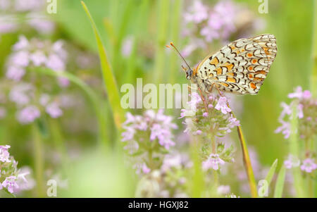 Farfalla monarca avanzamento sul fiore Foto Stock