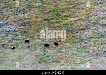 Un muschio Ox pascolo del bestiame su una vasta pianura tundra. Foto Stock