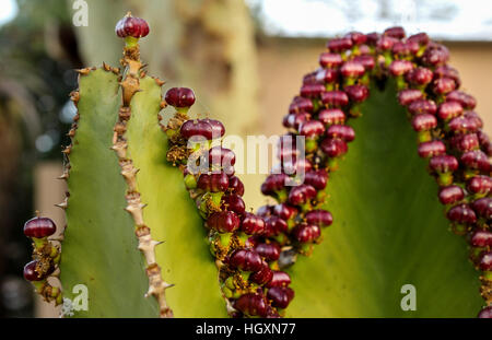 Rosso e verde Foto Stock