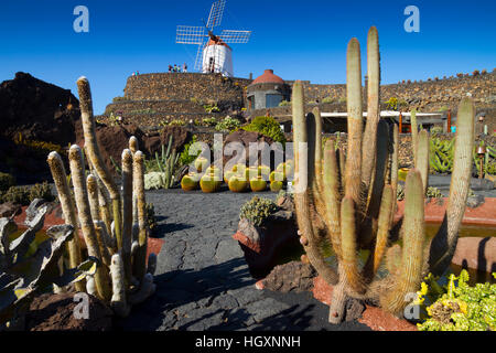 Giardino del cactus Foto Stock