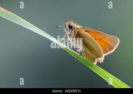 Essex Skipper ( Thymelicus lineola ) in appoggio su una paletta di erba, vista laterale dettagliata, a basso punto di vista. Foto Stock