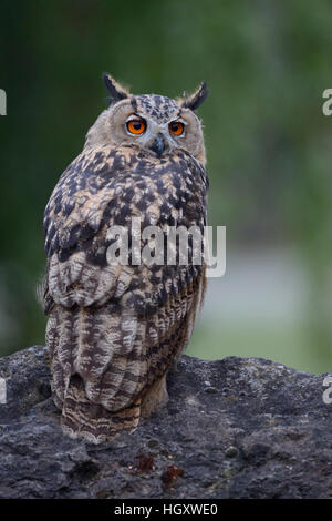 Nord del Gufo Reale / Uhu ( Bubo bubo ) arroccata su una roccia, guardando indietro sopra la sua spalla, girando la testa, vista dal retro. Foto Stock