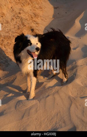 Un Border Collie in piedi su una duna soleggiato Foto Stock