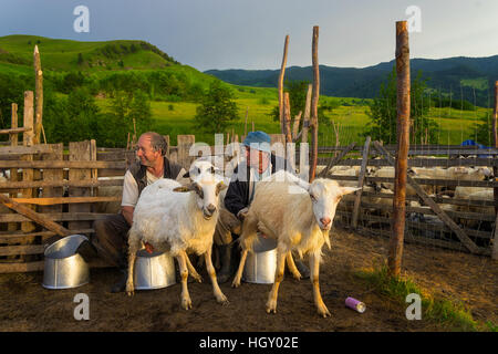 Pastorale in scena la campagna rumeno Foto Stock