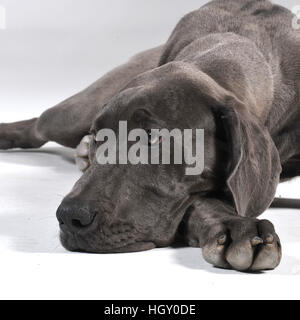 6 mesi di cucciolo blu grande dane Foto Stock