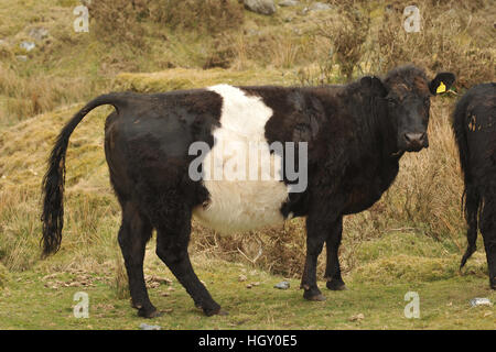 Belted galloway mucca, in vitello selvaggio su dartmoor Foto Stock