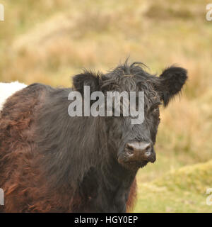 Belted galloway Foto Stock