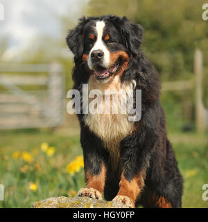 Bovaro del Bernese Foto Stock