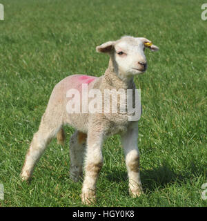 agnello in campo Foto Stock