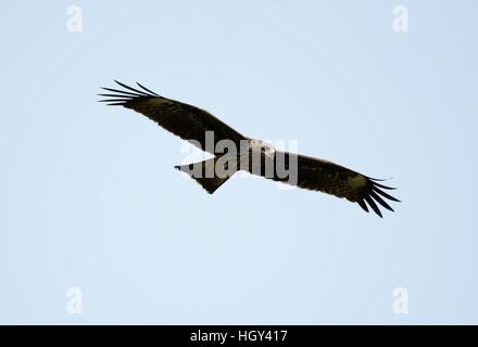 Bella da soli Nibbio bruno (Milvus migrans) volare nel cielo Foto Stock