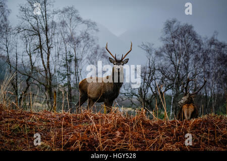 Cervi in Scozia durante l'inverno contro un sfondo selvatico Foto Stock