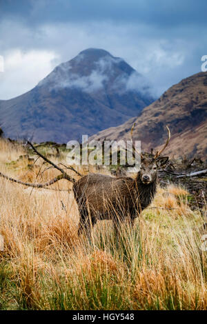 Cervi in Scozia durante l'inverno contro un sfondo selvatico Foto Stock