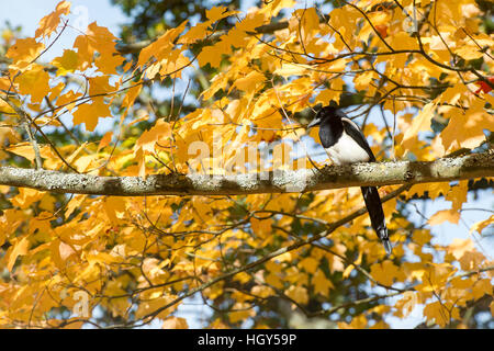 Pica pica. Gazza seduto in un Acer saccharum Albero in autunno. Regno Unito Foto Stock