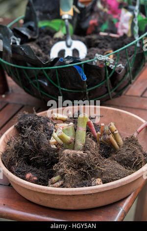 La raccolta e il salvataggio di begonia cormi da appeso un cestello in autunno. Regno Unito Foto Stock