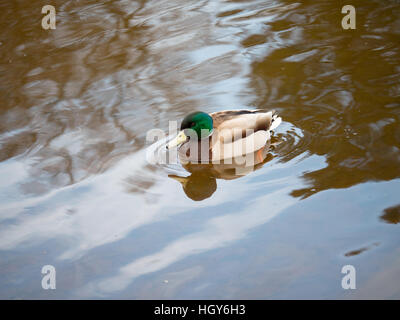 anatra su acqua Foto Stock