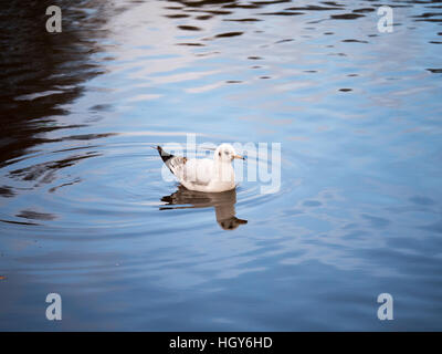 anatra su acqua Foto Stock