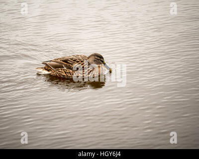 Una femmina di Mallard duck nuoto su acqua Foto Stock