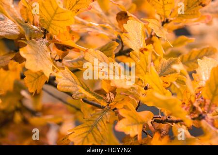 La natura in autunno, possiamo vedere tutta una gamma di colori, è il momento ideale per fare lunghe passeggiate e attività ricreative all'aperto. Foto Stock