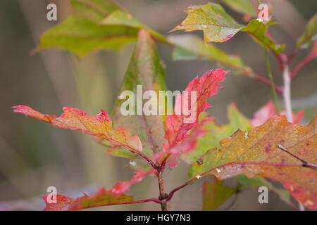 La natura in autunno, possiamo vedere tutta una gamma di colori, è il momento ideale per fare lunghe passeggiate e attività ricreative all'aperto. Foto Stock