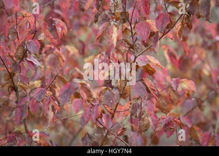 La natura in autunno, possiamo vedere tutta una gamma di colori, è il momento ideale per fare lunghe passeggiate e attività ricreative all'aperto. Foto Stock