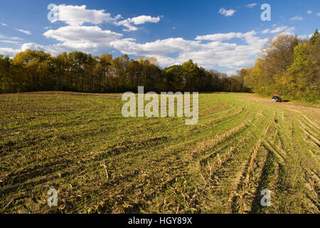 Un raccolto sul campo di mais al Sawyer Farm in Walpole, Connecticut. Foto Stock