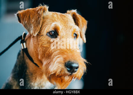 Bella Brown Airedale Terrier cane Close Up ritratto. Foto Stock