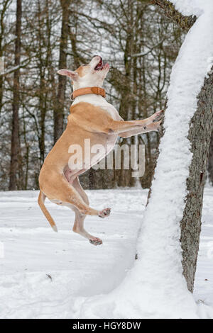 Staffordshire bull terrier nel salto sulla struttura ad albero Foto Stock