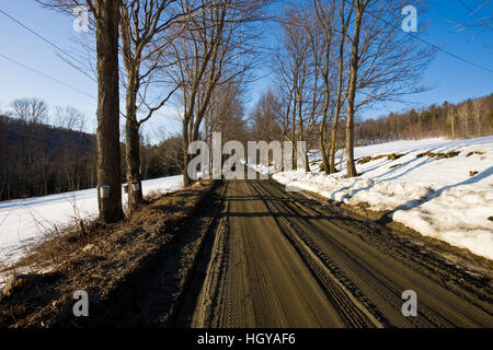 Bucket di sap su alberi di acero su una strada sterrata in Pomfret, Vermont. Foto Stock