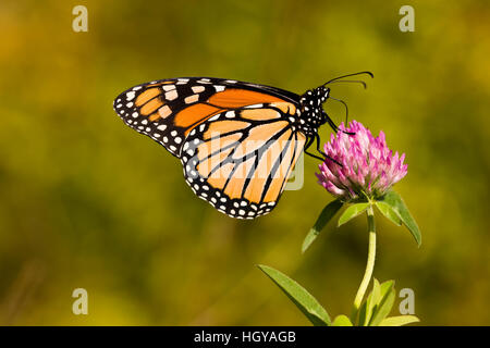 Una farfalla monarca, Danaus plexippus, sul chiodo di garofano in Grafton, Massachusetts. Foto Stock