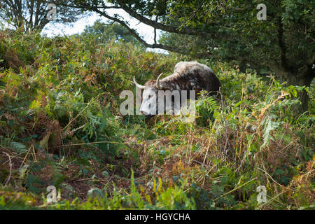 Longhorn il pascolo di bestiame tra l'bracken sottobosco al Beacon Hill Country Park, Charnwood Forest, Leicestershire, Inghilterra Foto Stock