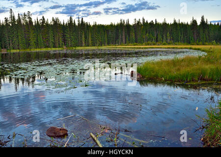 Una famiglia di wild castori gustando un pasto di aspen filiali Foto Stock