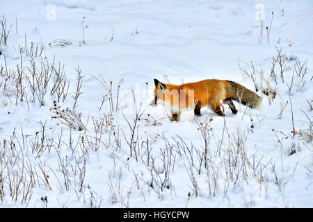 Una volpe rossa 'Vulpes vulpes'; una battuta di caccia in inverno la neve in Alberta Canada Foto Stock