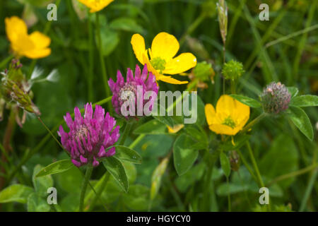 Trifoglio rosso (Trifolium pratense) e renoncules (Ranunculus) cresce in una haymeadow a Harlestone nel Northamptonshire, Inghilterra Foto Stock