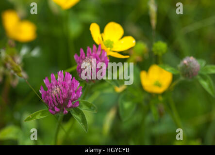 Trifoglio rosso (Trifolium pratense) e renoncules (Ranunculus) cresce in una haymeadow a Harlestone nel Northamptonshire, Inghilterra Foto Stock