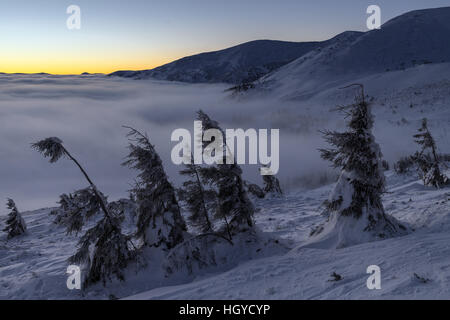 Snovy alberi sulle montagne d'inverno. Foto Stock