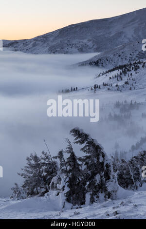 Snovy alberi sulle montagne d'inverno. Foto Stock