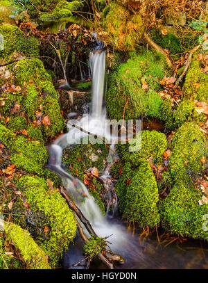 Una piccola cascata tra le rocce di muschio nella foresta di Bowland Area di straordinaria bellezza naturale LANCASHIRE REGNO UNITO Foto Stock