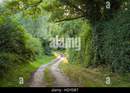Una stretta e tortuosa strada di campagna incorniciata da un sicomoro e siepi alte in una serata estiva nel Northamptonshire, Inghilterra Foto Stock