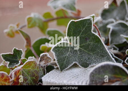 Ivy congelati Foto Stock