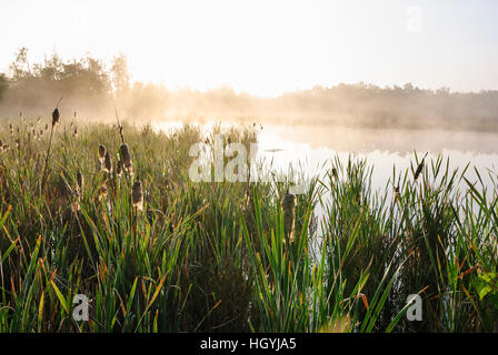 Frantiskovy Lazne (Franzensbad): Moor con stagno nella riserva naturale SOOS - Egerland, , Karlovarsky, Karlsbader Regione, Regione di Karlovy Vary, ceco Foto Stock