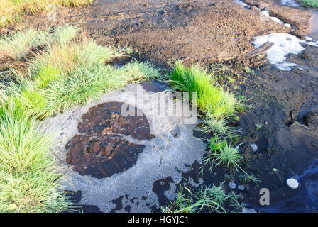 Frantiskovy Lazne (Franzensbad): Moor nella riserva naturale SOOS con mofetta - Egerland, , Karlovarsky, Karlsbader Regione, Karl Foto Stock