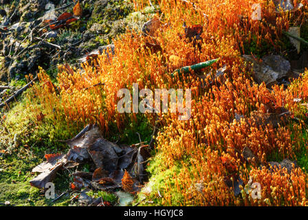 Frantiskovy Lazne (Franzensbad): Moor nella riserva naturale SOOS con la fioritura di moss - Egerland, , Karlovarsky, Karlsbader Regione, Karlovy Vary Regio Foto Stock