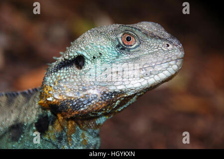 Acqua verde dragon (physignathus cocincinus, physignatus cocincinus), Giardino Botanico, Canberra, ACT, Australia Foto Stock