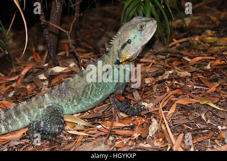 Acqua verde dragon (physignathus cocincinus, physignatus cocincinus), Giardino Botanico, Canberra, ACT, Australia Foto Stock